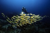 Diver observing school of Goldband Fusiliers (Pterocaesio chrysozona), Similan Islands, Andaman Sea, Thailand, Asia, Indian Ocean