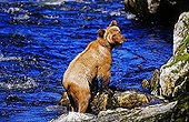 Brown Bear (Ursus arctos) fishing for salmon in Tongass National Forest, southeastern Alaska, USA