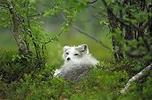 Arctic Fox (Alopex lagopus) resting in Fjellbirken forest, Norway, Scandinavia, Europe