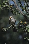 Northern Mockingbird (Mimus polyglottos), adult eating berries of Desert Hackberry (Celtis pallida), Starr County, Rio Grande Valley, Texas, USA
