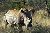 White Rhinoceros (Ceratotherium simum), Madikwe Game Reserve, South Africa