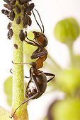 Wood ant (Formica rufa) with Black Bean Aphid (Aphis fabae)