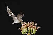 Mexican Long-tongued Bat (Choeronycteris mexicana), adult in flight at night feeding on and pollinating Agave blossom (Agave sp.), Sonoran Desert, Tucson, Arizona, USA