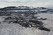 Galapagos sea iguanas (Ablyrhinchus christatus), colony, warming up on lava rocks at the sea, Fernandina, Punta Espinosa, island, Galapagos archipelago, Unesco World Heritage Site, Ecuador, South America, Pacific