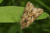 Autographa gamma