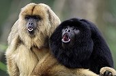 Black Howler Monkey (Alouatta caraya), male and female howling, calling out