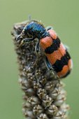 Checkered Bee Beetle (Trichodes apiarius), Gertrude Messner's herb garden, Brandenberg, Tyrol, Austria, Europe