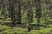 Tea Garden plantation and pepper Kerala India 