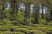 Tea Garden plantation and pepper Kerala India 