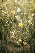 Buttercup ; Ranunculus acris, Buttercup