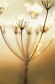 Hogweed ; Heracleum sphondylium, Hogweed