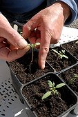 Planning out of tomato seedlings in a garden