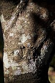Trunk Cinnamon Kerala India