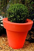 Common box in a lightening pot in a garden