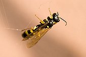 Wasp (Cerceris arenaria) captured in a cobweb