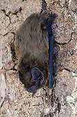 Lesser Noctule or Leisler's Bat (Nyctalus leisleri), Schwaz, Tyrol, Austria, Europe