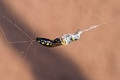 Wasp (Cerceris arenaria) captured in a cobweb