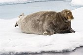 Bearded Seal or Square Flipper Seal (Erignathus barbatus) on an ice floe, Spitsbergen, Norway