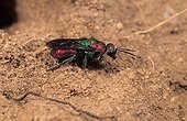 Gold wasp, Cuckoo wasp (Hedychrum nobile)
