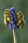Honey Bee (Apis mellifera), Grape Hyacinth (Muscari botryoides), Schwaz, Tyrol, Austria, Europe