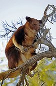 Goodfellow's Tree-kangaroo or Ornate Tree Kangaroo (Dendrolagus goodfellowi), very rare, Australia