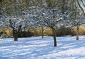 Apple trees in a garden under the snow in winter