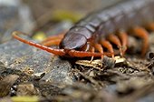 Scolopendra spec.