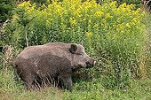 Adult tusker (Sus scrofa), in front of a goldenrod bush (Solidago canadensis)