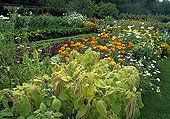 Amaranth and Mexican marigolds in bloom in a garden