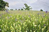 Meadow Clary and Greater Yellow Rattle in a meadow France