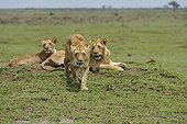 Lioness about to give birth Masai MaraNR Kenya ; With its young