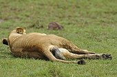 Birth of a Lion cub in Masai Mara NR Kenya