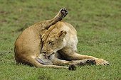 Birth of a Lion cub in Masai Mara NR Kenya