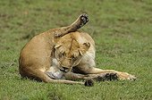 Birth of a Lion cub in Masai Mara NR Kenya