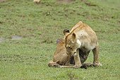 Birth of a Lion cub in Masai Mara NR Kenya