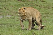 Birth of a Lion cub in Masai Mara NR Kenya ; The lioness got up, the cub remains attached by the umbilical cord 