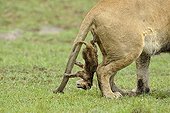 Birth of a Lion cub in Masai Mara NR Kenya ; The lioness got up, the cub remains attached by the umbilical cord 