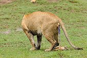 Birth of a Lion cub in Masai Mara NR Kenya ; The lioness expels the placenta