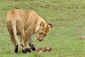 Birth of a Lion cub in Masai Mara NR Kenya ; The lioness eats the placenta