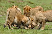 Birth of a Lion cub in Masai Mara NR Kenya ; The other young of lioness discovering the newborn 