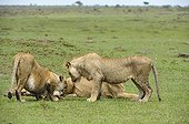 Birth of a Lion cub in Masai Mara NR Kenya ; The other young of lioness discovering the newborn 