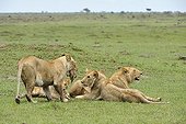 Birth of a Lion cub in Masai Mara NR Kenya ; The lioness takes the baby in its mouth