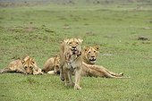 Birth of a Lion cub in Masai Mara NR Kenya ; The lioness takes the cub in its mouth and walks near the photographer 