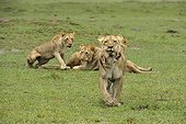 Birth of a Lion cub in Masai Mara NR Kenya ; The lioness takes the cub in its mouth and walks near the photographer 