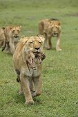 Birth of a Lion cub in Masai Mara NR Kenya ; The lioness takes the cub in its mouth and walks near the photographer 
