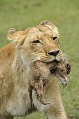 Birth of a Lion cub in Masai Mara NR Kenya ; The lioness takes the cub in its mouth and walks near the photographer 