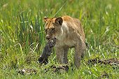 Birth of a Lion cub in Masai Mara NR Kenya ; A daughter of the lioness takes the cub in her mouth in the swamp