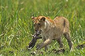 Birth of a Lion cub in Masai Mara NR Kenya ; A daughter of the lioness takes the cub in her mouth in the swamp