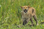 Birth of a Lion cub in Masai Mara NR Kenya ; A daughter of the lioness cub growls with his feet in the swamp 
