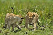 Birth of a Lion cub in Masai Mara NR Kenya ; A daughter of the lioness with cub at its feet is joined by its mother in the swamp